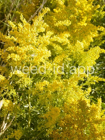 goldenrod, Canada